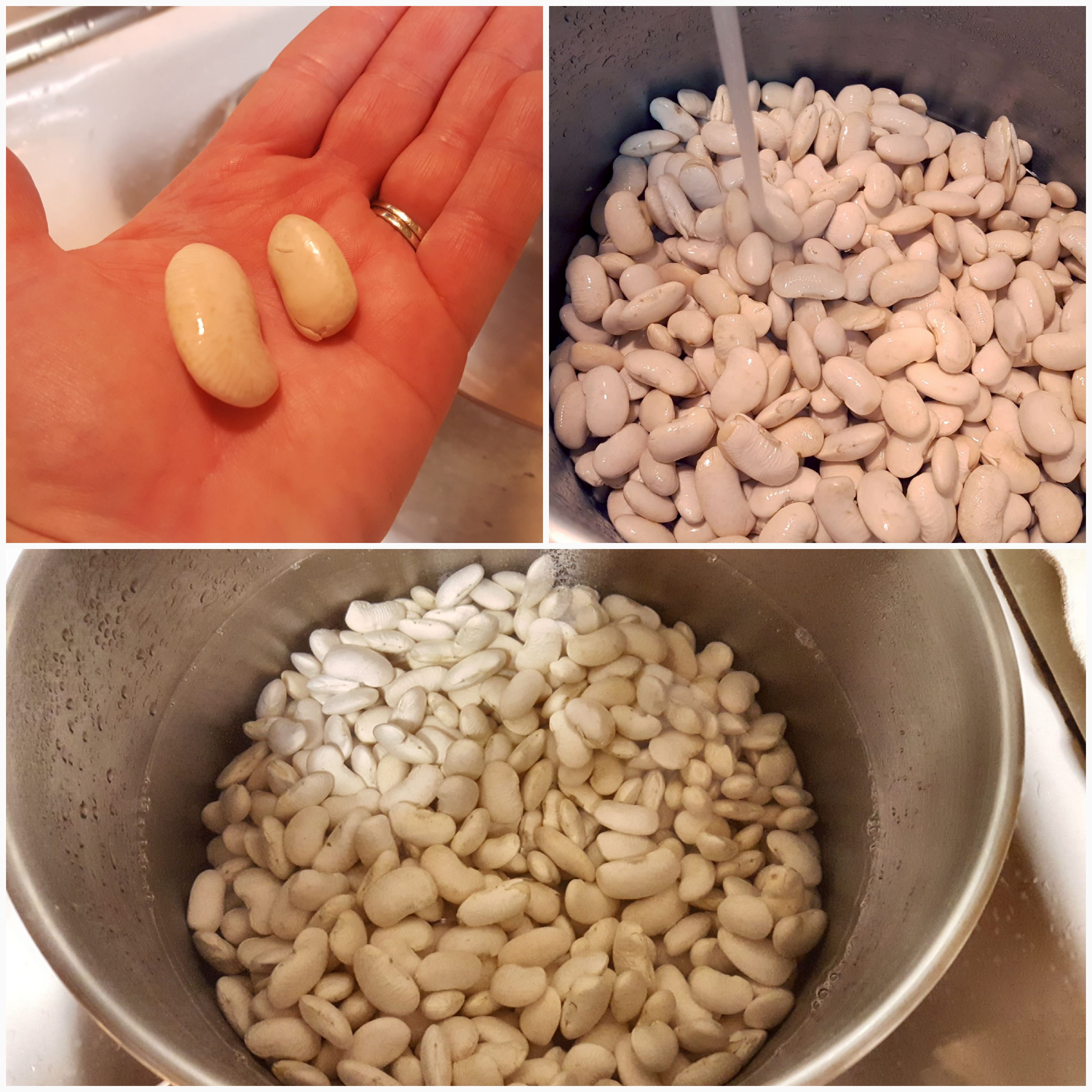 Where To Buy Corona Gigantes Beans Quad Cities AC/DC Beverage