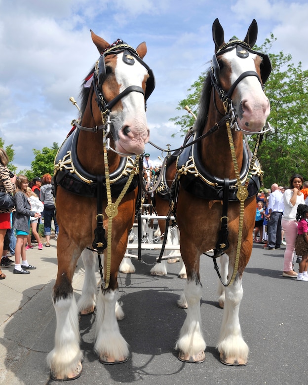 Budweiser Clydesdales So Just How Big Are These Massive Draft Horses