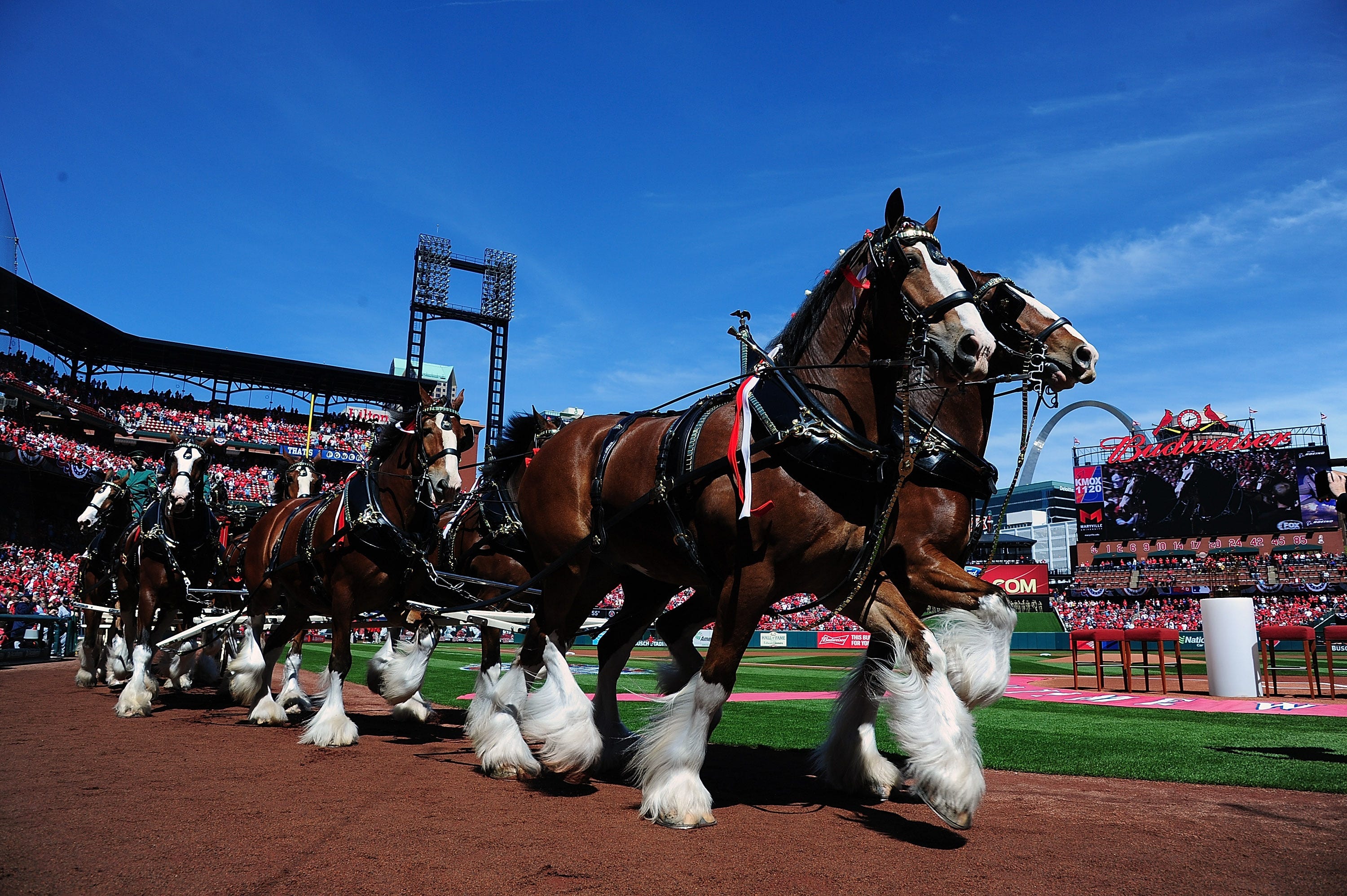 How To Get The Budweiser Clydesdales At Your Next Event AC/DC Beverage