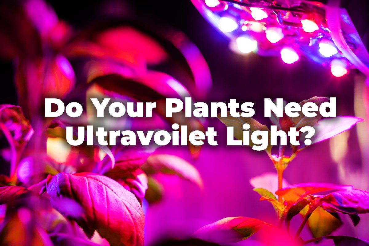 The Many Uses Of UV Light In The Cannabis Industry AC/DC Beverage