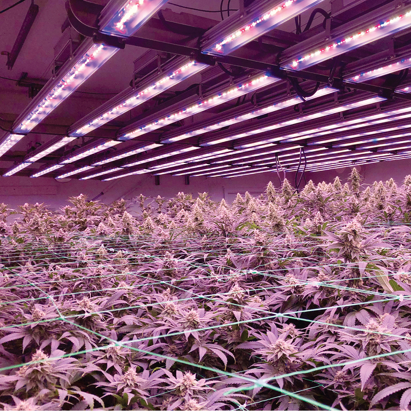The Different Types Of Light That You Can Use To Grow Weed Indoors AC