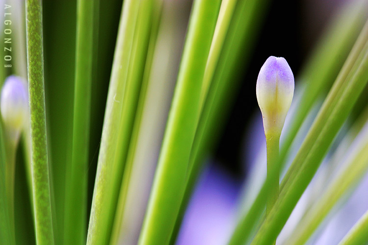 How Long Do Bud Light Ritas Last AC/DC Beverage