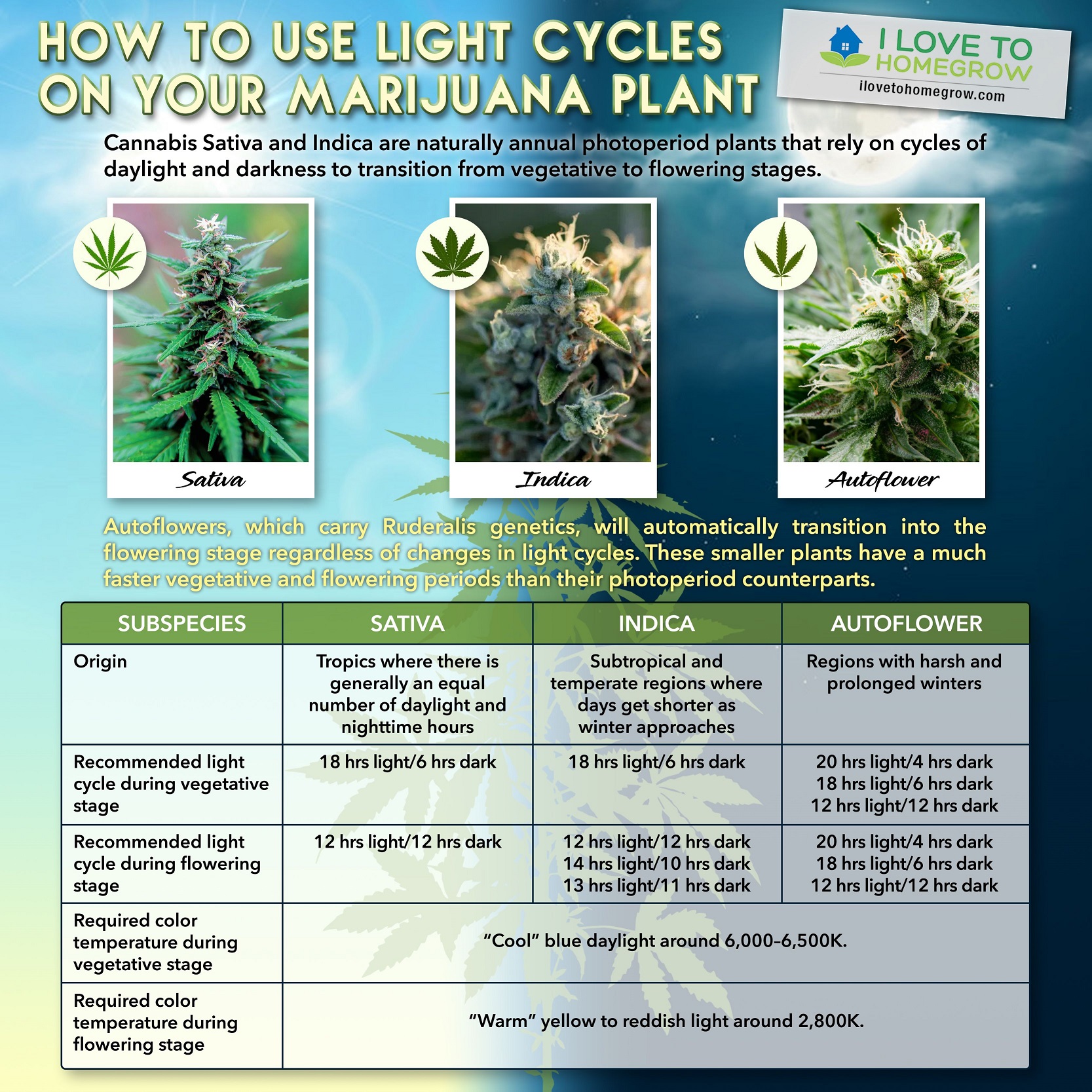 What’s The Right Amount Of Light To Bud Weed Plants? AC/DC Beverage