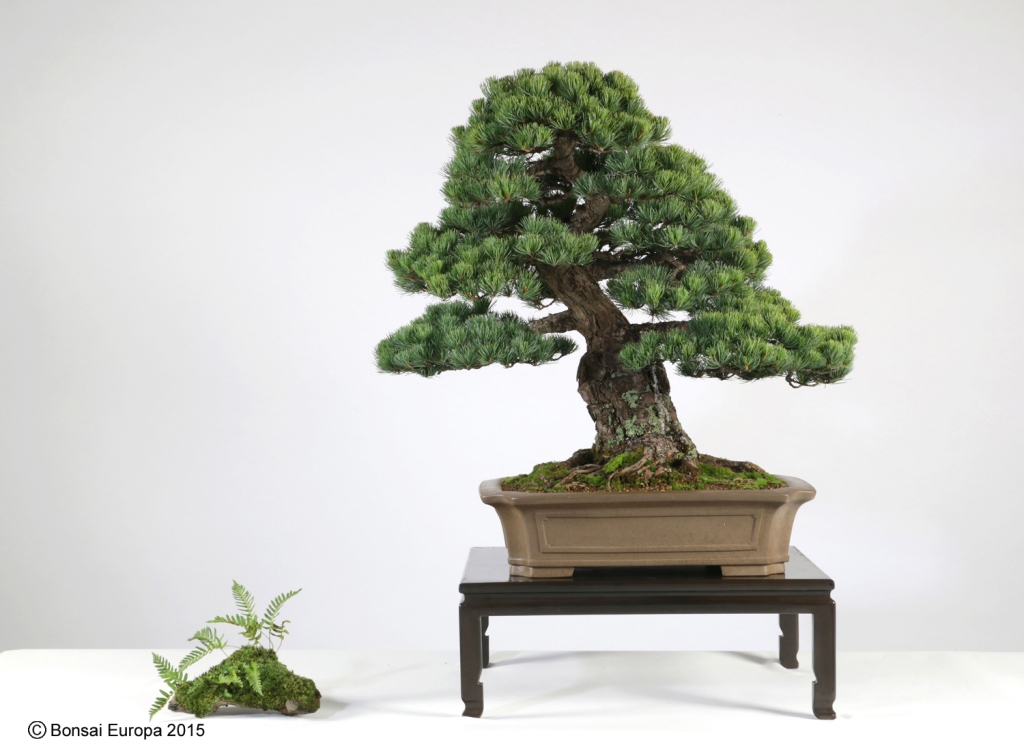 Is Bonsai Cruel