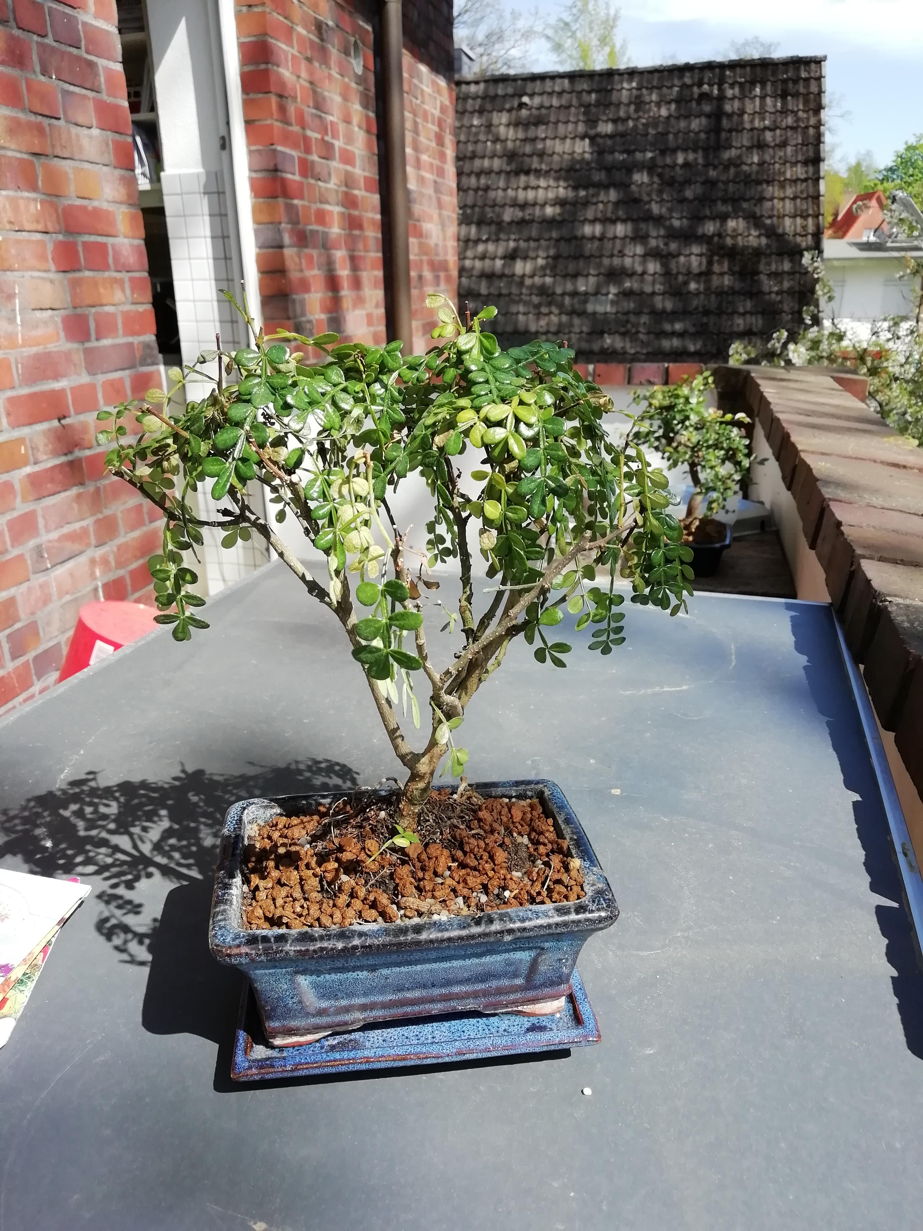 Don’t Overwater Your Bonsai Tree!