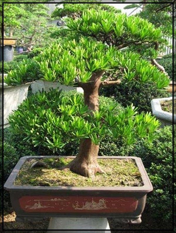 Bonsai Gardenias How To Care For These Unique Plants