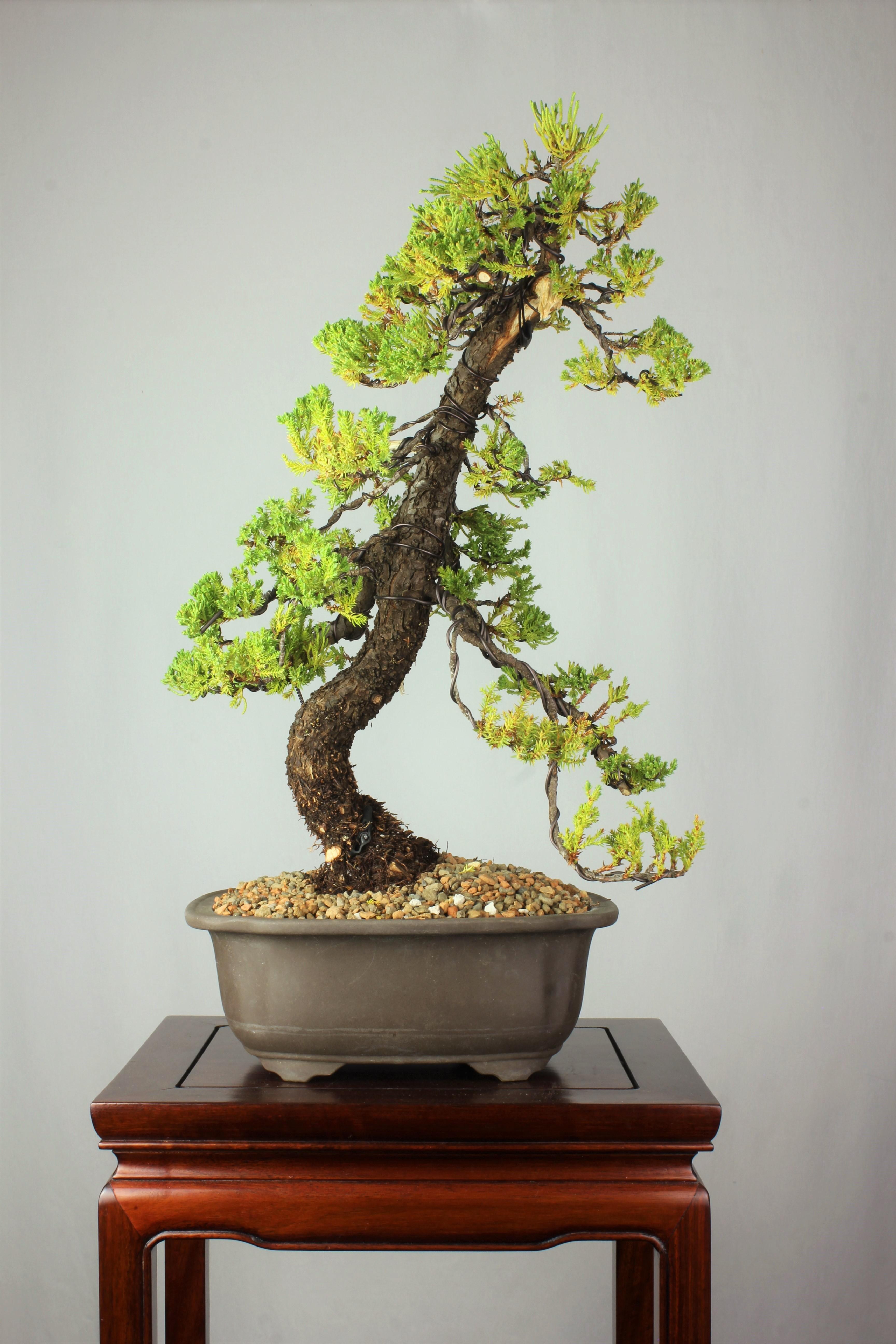 The Best Time To Replant Bonsai Seedlings