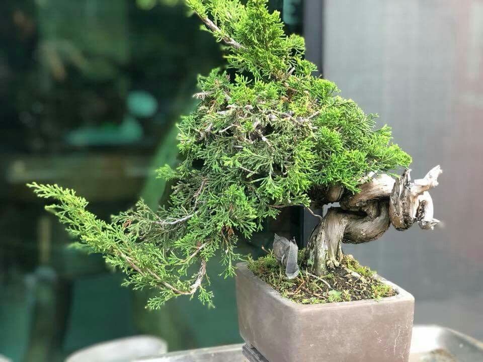How To Revive Your Juniper Bonsai