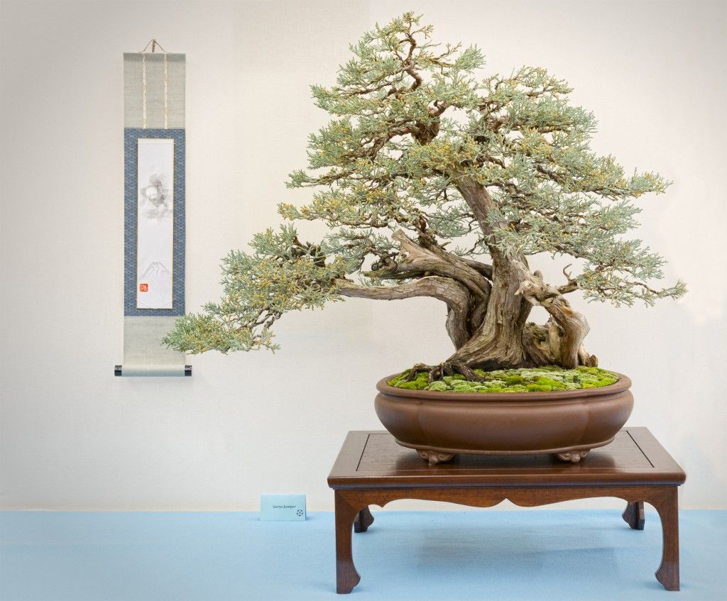 Choosing The Right Grow Light For Your Bonsai