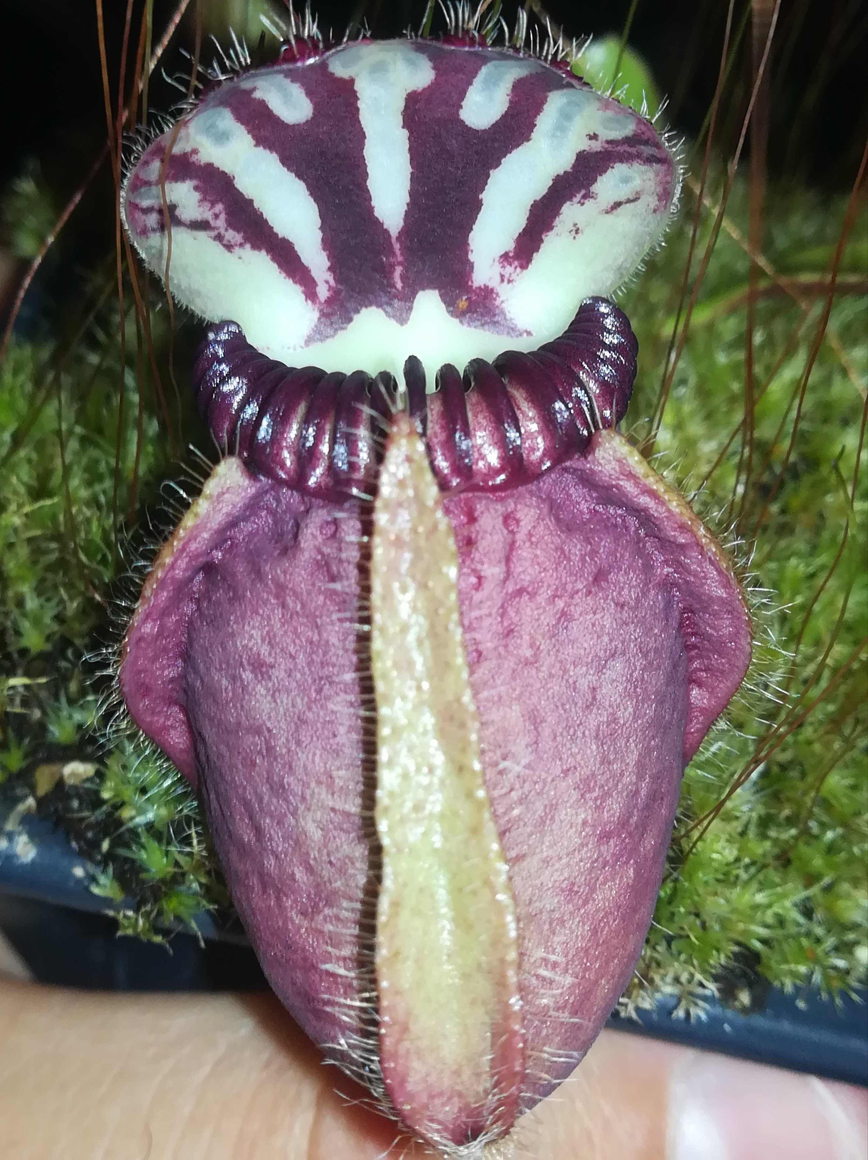 Carnivorous Bonsai Trees A Fascinating Example Of Plant Adaptation