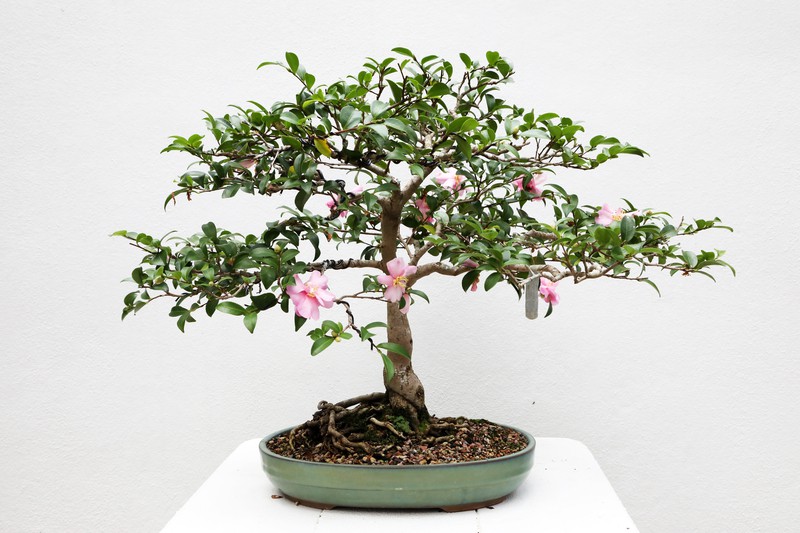 How To Make A Jade Bonsai In 35 Years