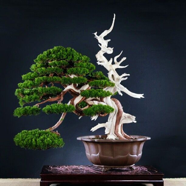 How To Add Shari To Your Bonsai Tree