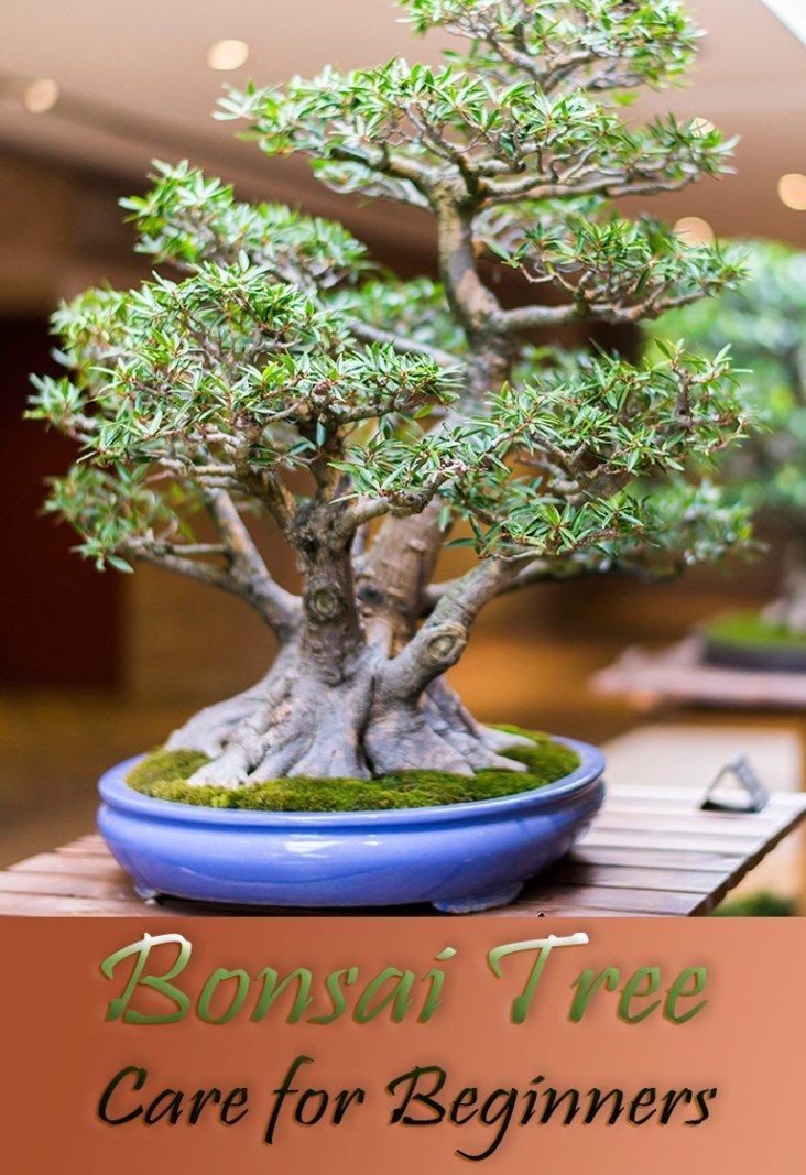 3 Tips For Fertilizing Your Gardenia Bonsai