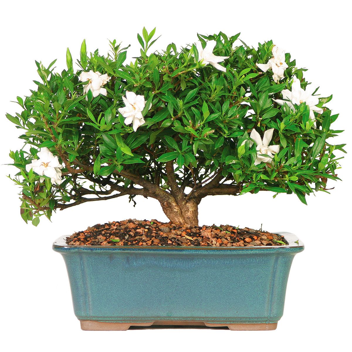 3 Tips For Fertilizing Your Gardenia Bonsai