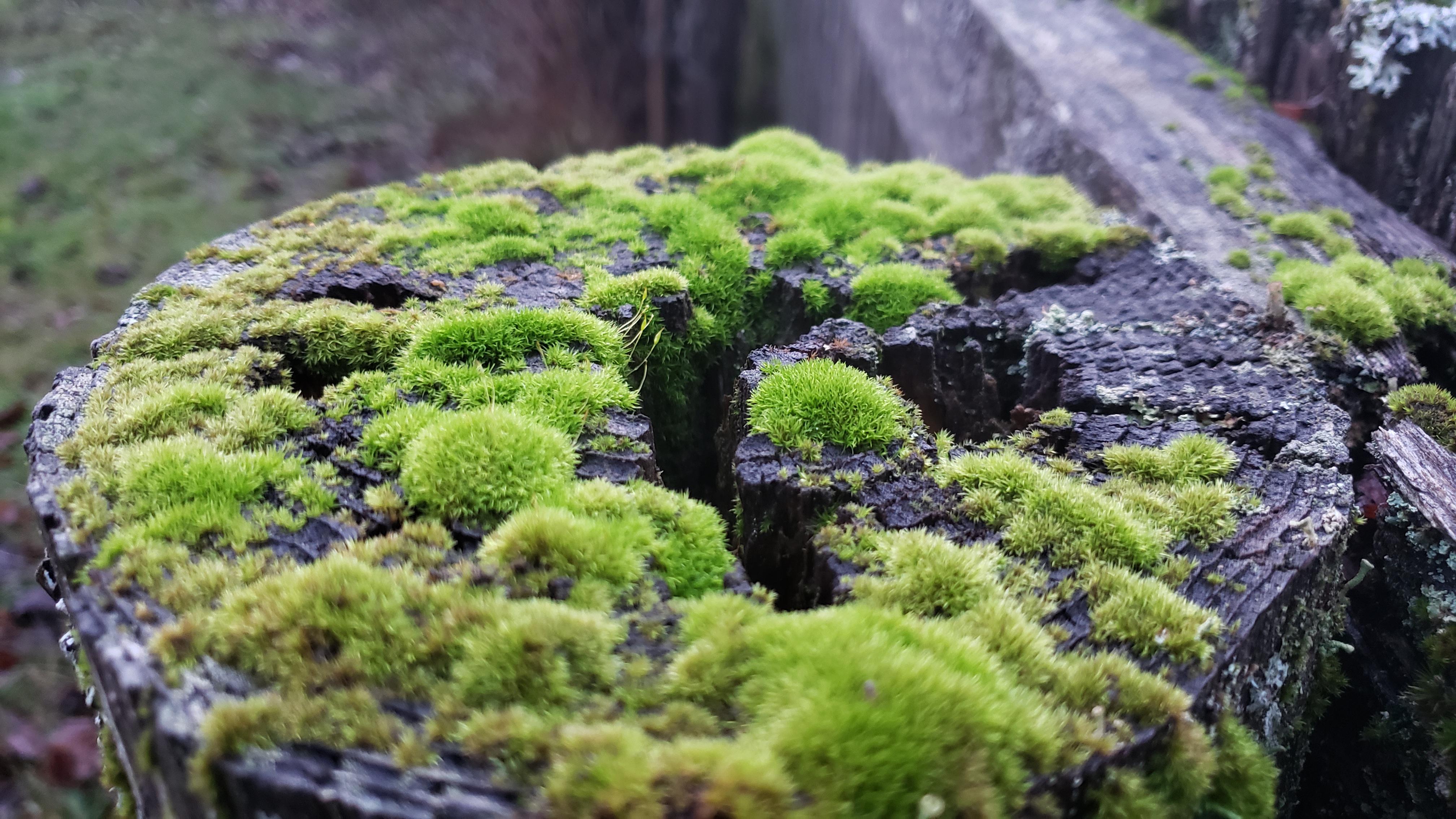 How To Create A Bonsai Ground Cover