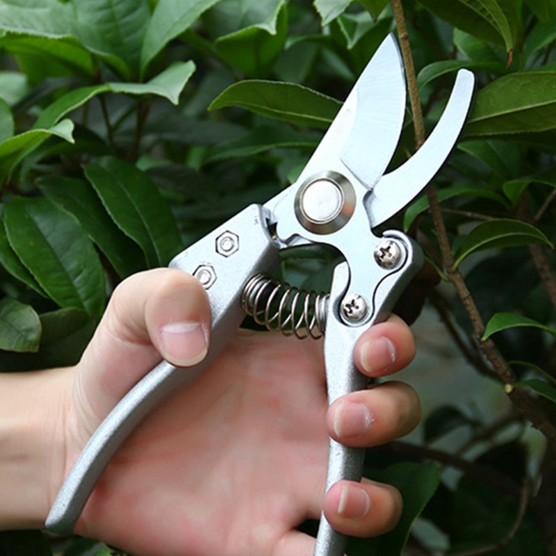 The Different Types Of Bonsai Clippers