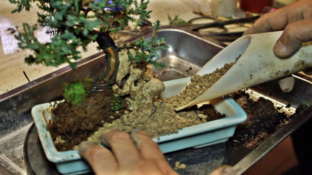 Do Chinese Elm Bonsais Need A Humidity Tray