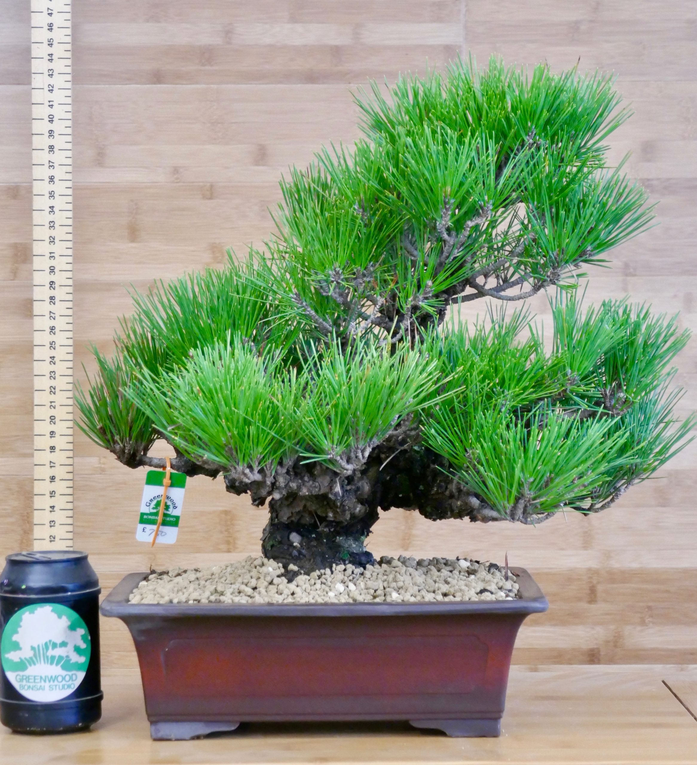 When Is The Best Time To Plant Bonsai Seeds?