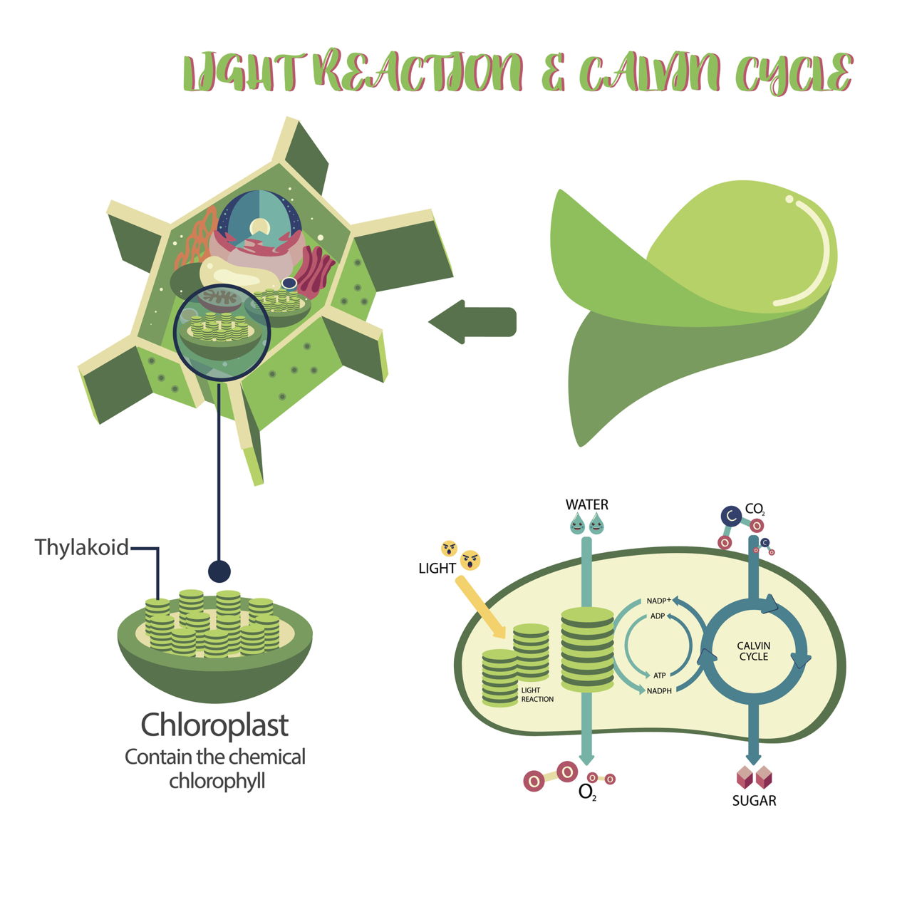 The Two Main Types Of Plant Cells Meristematic And Permanent