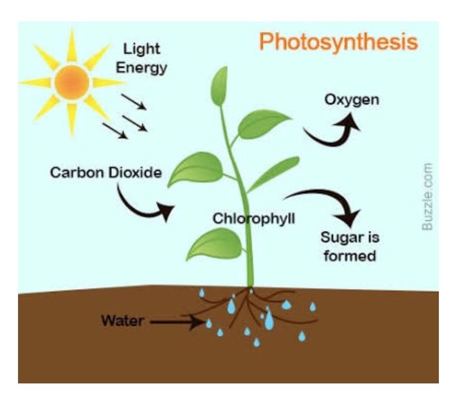 Grampositive Bacteria That Carry Out Photosynthesis