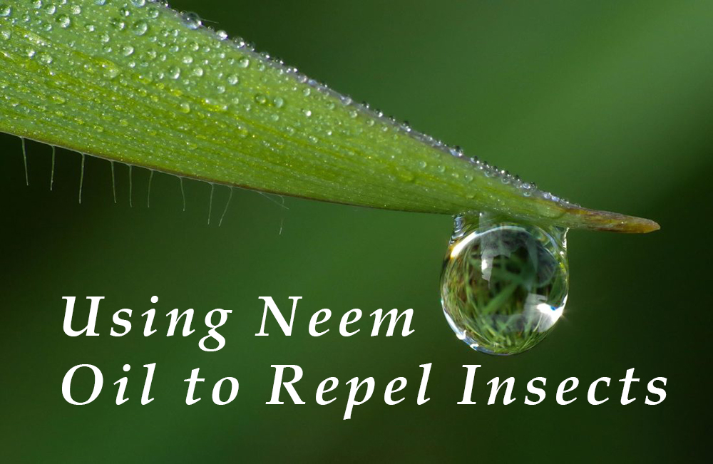 The Natural Solution To Pest Control Discover The Benefits Of Neem Oil