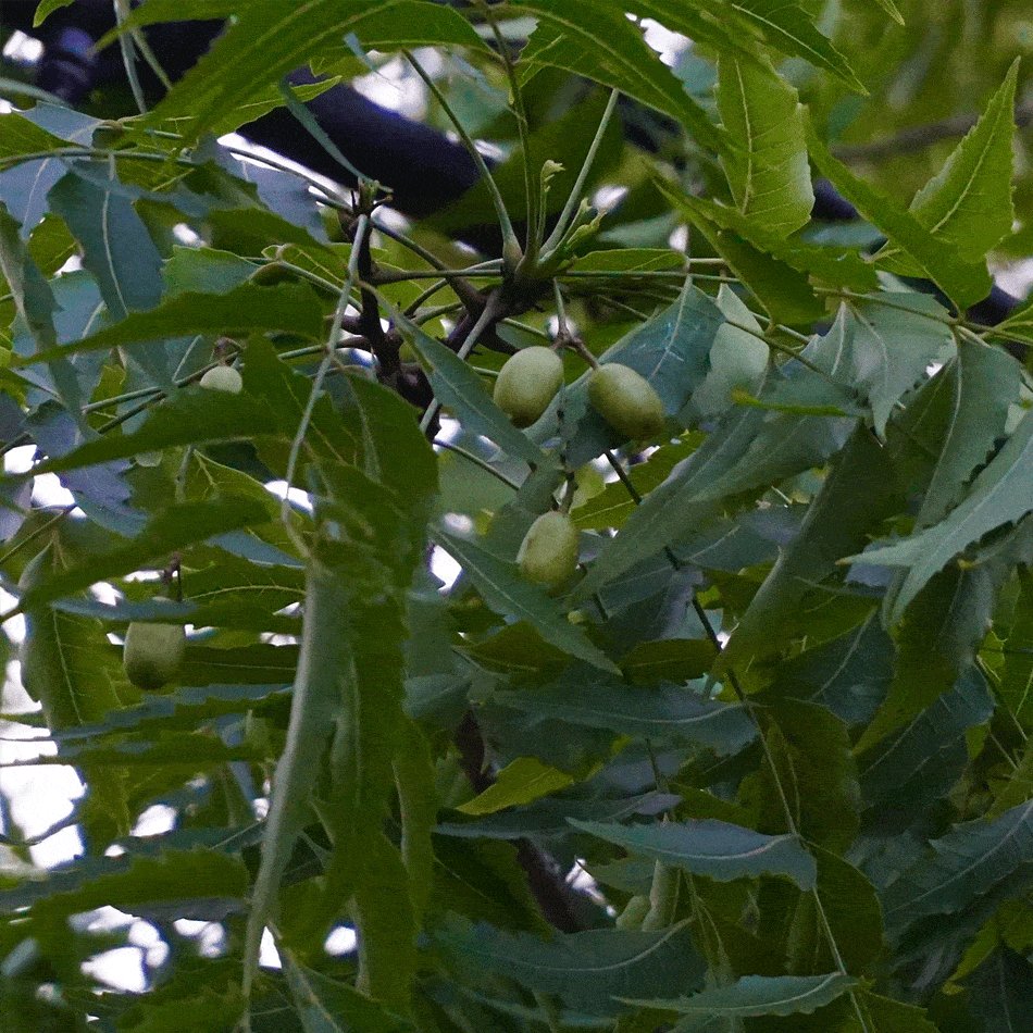 How To Grow A Neem Tree Faster And Promote A Strong Root System