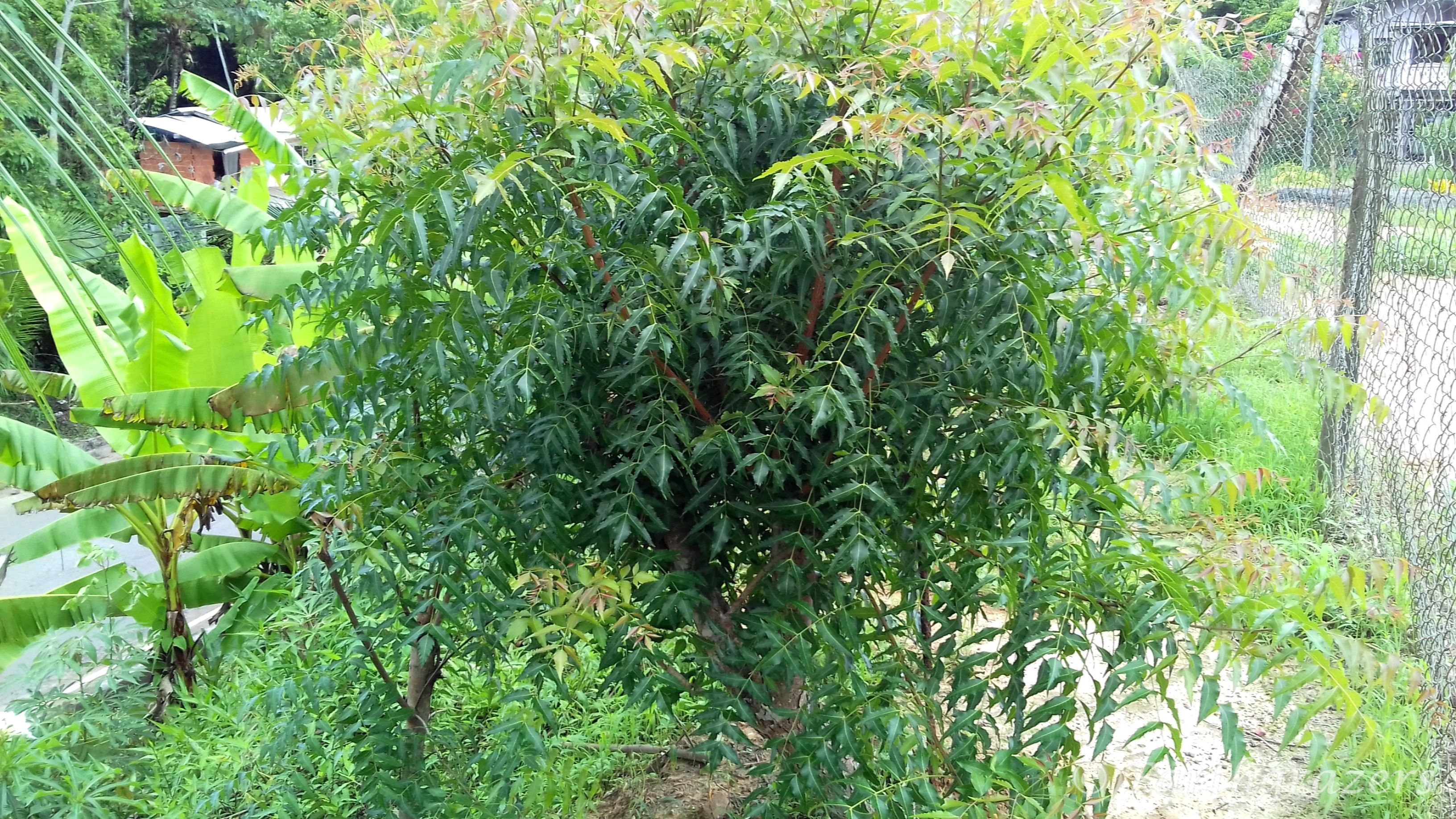 Where To Plant A Neem Tree In Your Home And How To Care For It