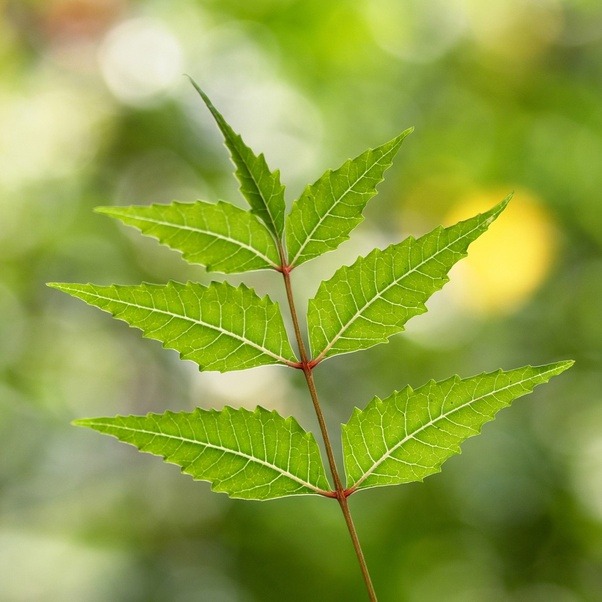 Unlock The Power Of Neem Leaves Harnessing The Rich Nutritional