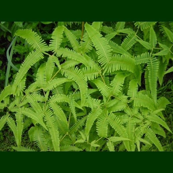 Museum Ethnobotany Database