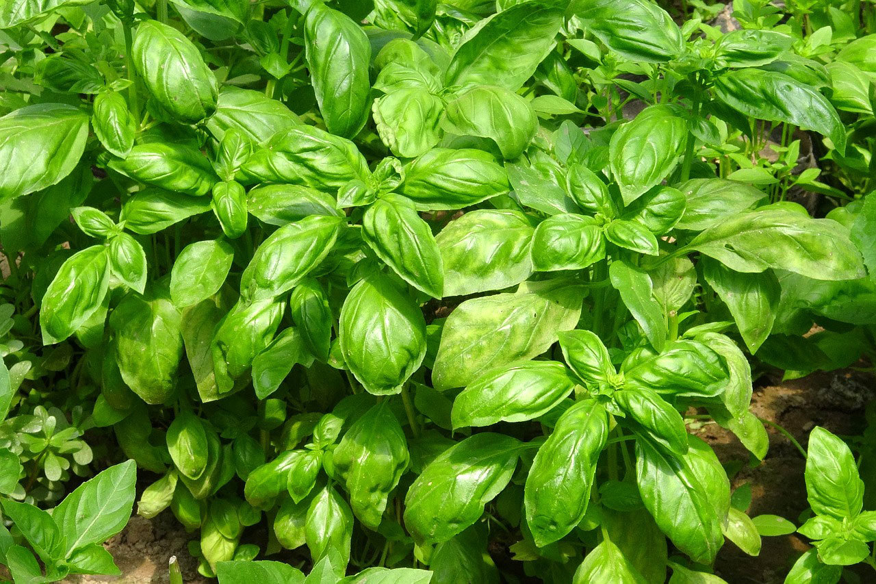 Les plantes aromatiques Gare Saint Sauveur Lille By