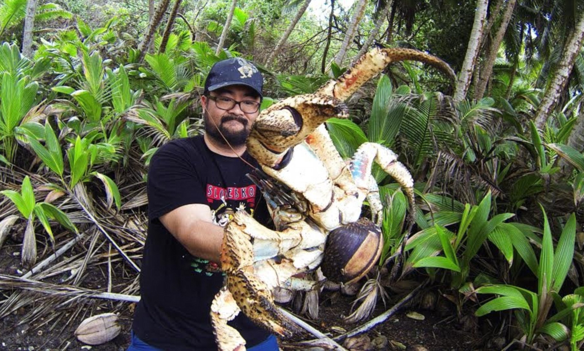 The Coconut Crab The World’s Largest LandLiving Arthropod