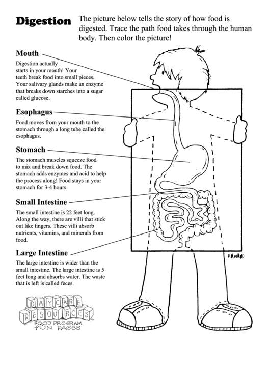 Digestion Worksheet printable pdf download