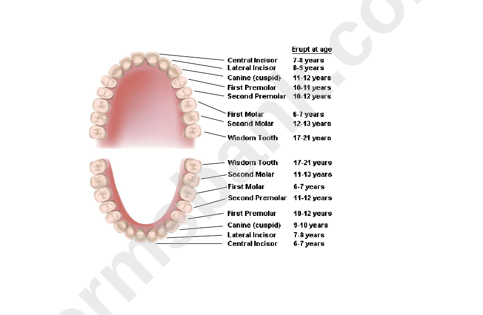Teeth Eruption Chart By Age printable pdf download