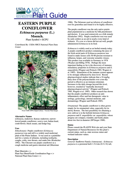 Plant Guide Eastern Purple Coneflower Echinacea Purpurea (L.) Moench. U.s. Department Of