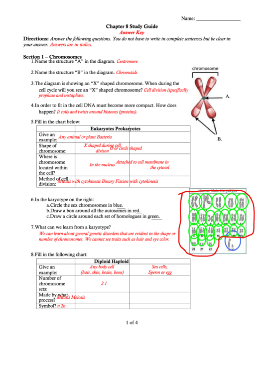 Chapter 8 Study Guide printable pdf download