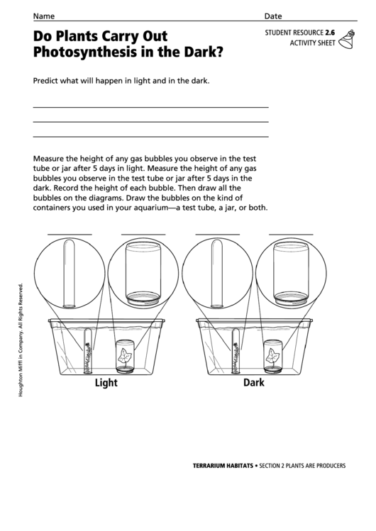 Do Plants Carry Out Photosynthesis In The Dark Biology Worksheet