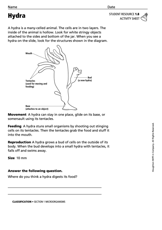 Hydra Biology Worksheet printable pdf download