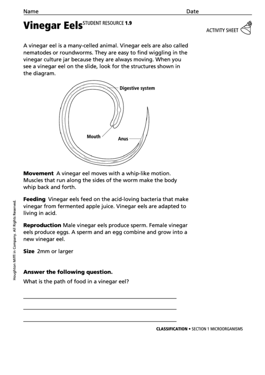 Vinegar Eels Biology Worksheet printable pdf download
