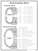 Permanent Tooth Eruption Chart printable pdf download