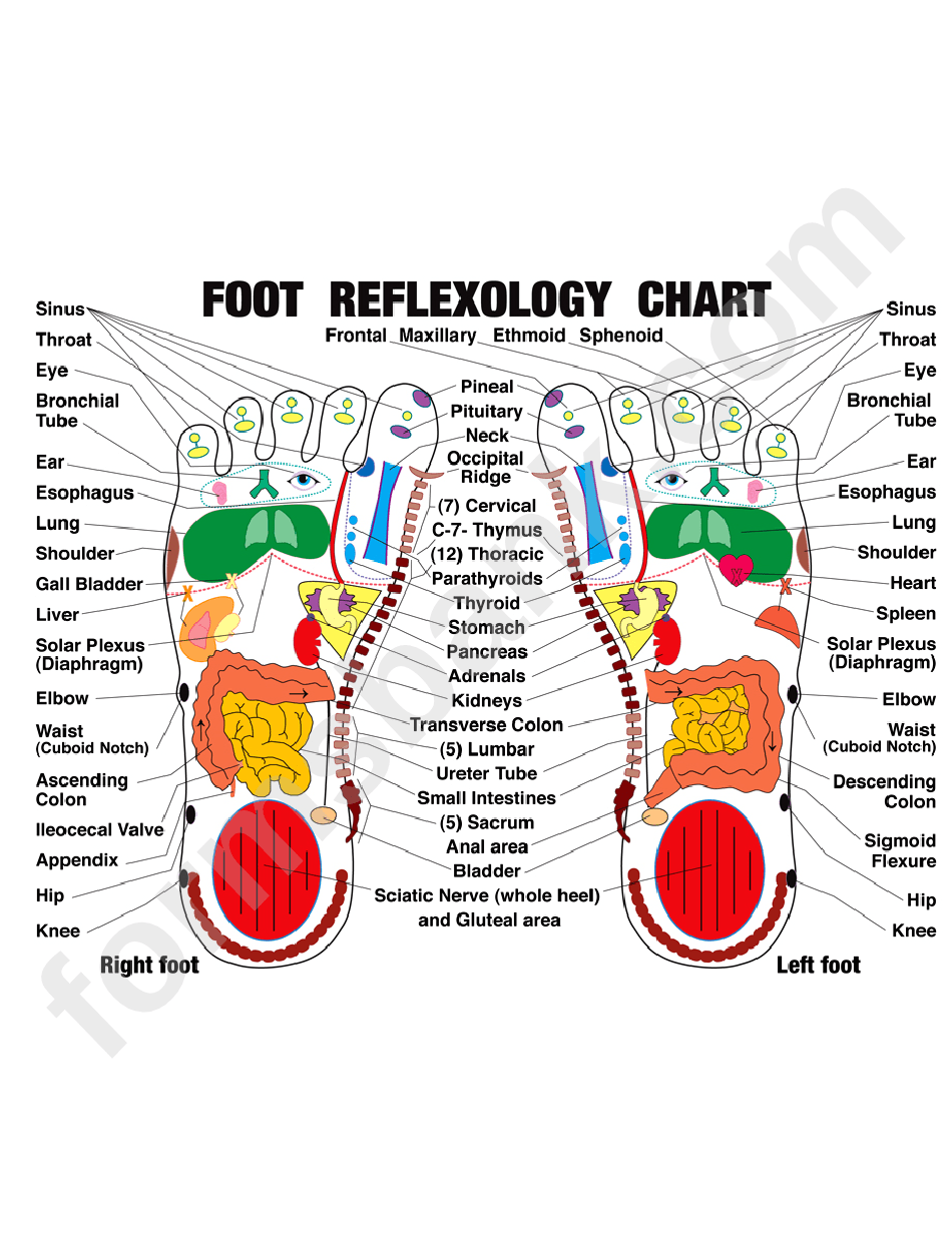 Reflexology Foot Chart printable pdf download