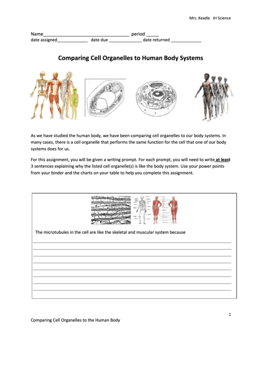 Comparing Cell Organelles To Human Body Systems printable pdf download