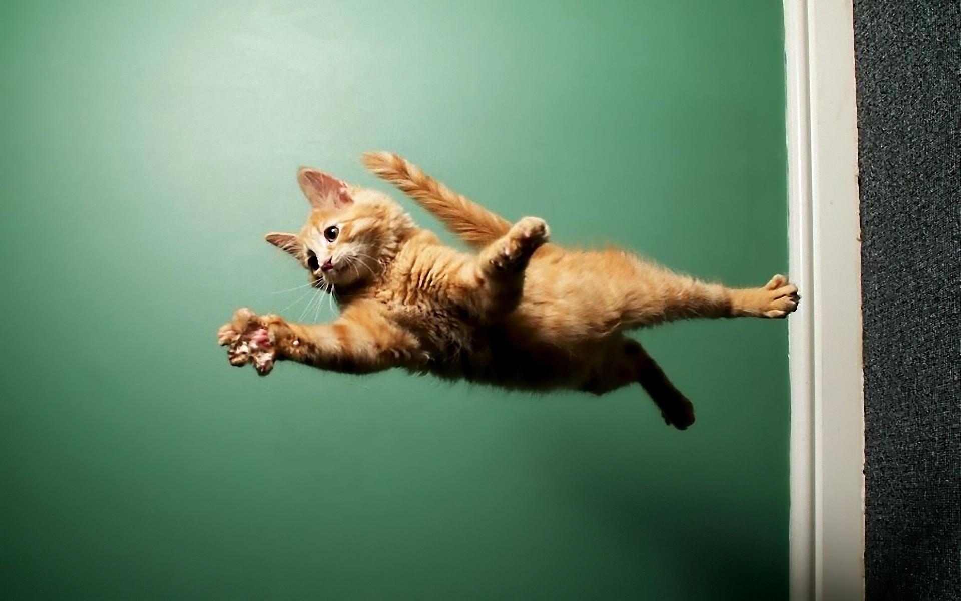 HD Cats Animals Fly Wallpaper Download Free 145185