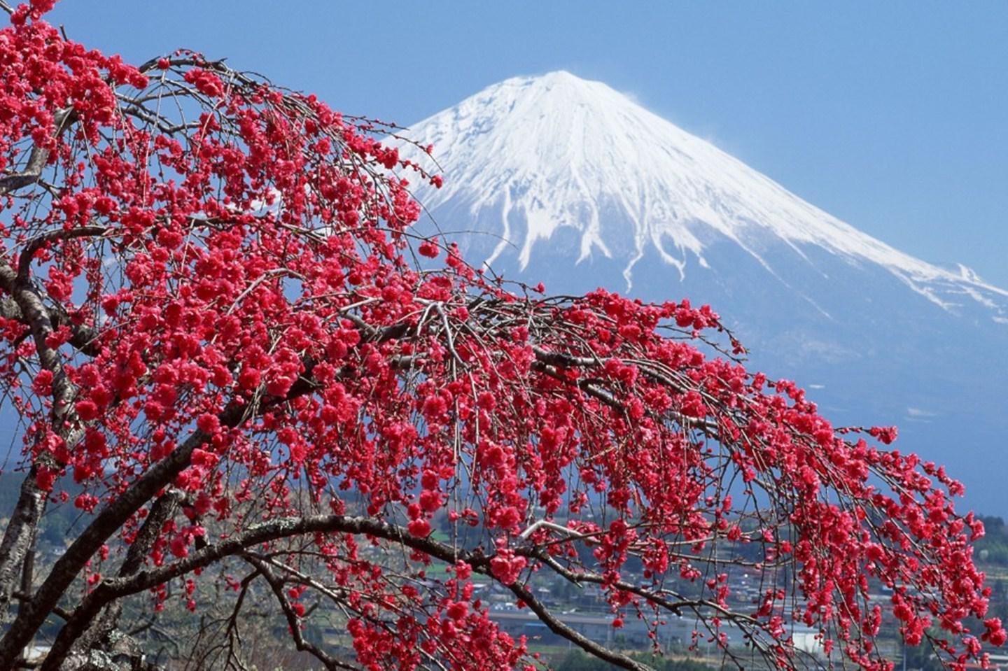 HD Cherry Trees Download Wallpaper Download Free 140034