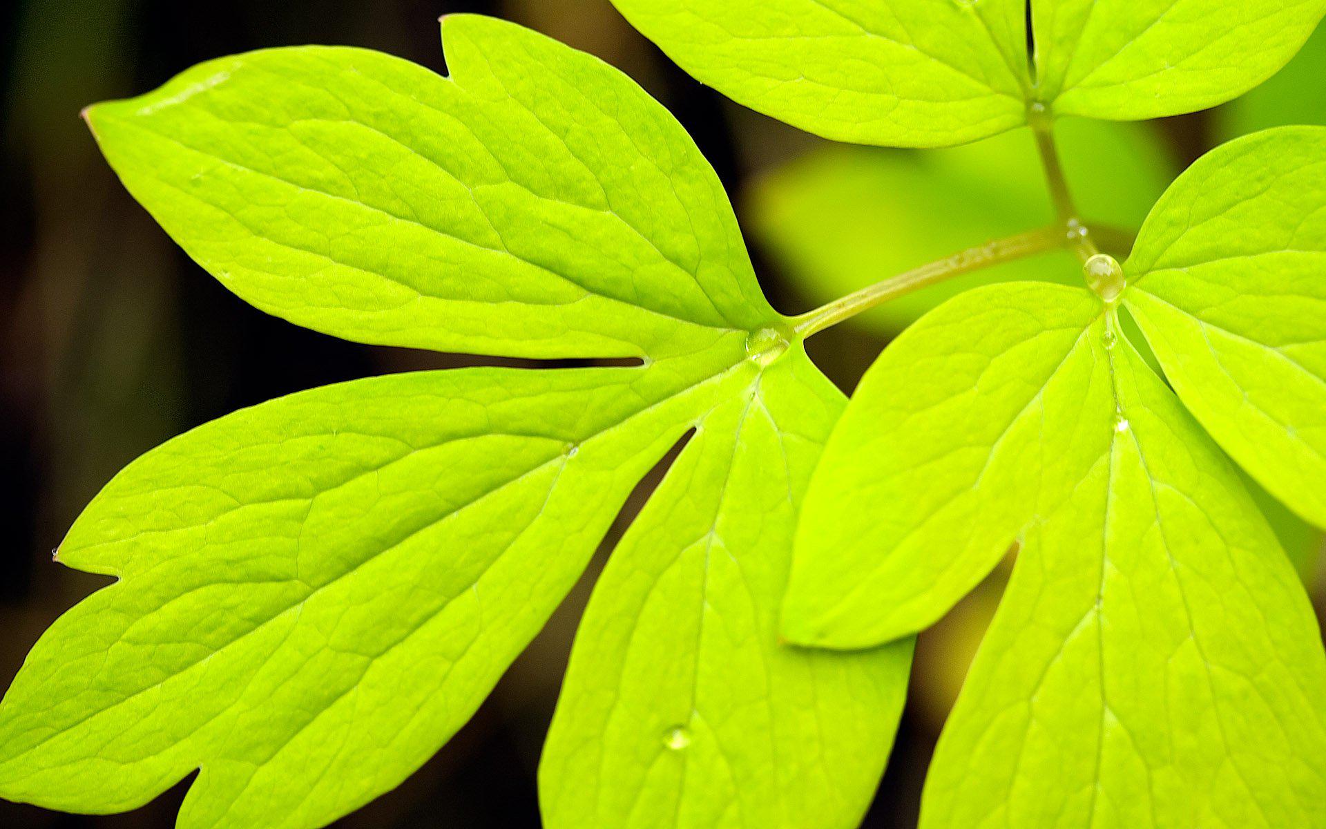 HD Green Leaf Definition Background Images Wallpaper Download Free
