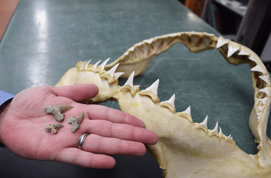 83 millionyearold Bryant sharks swam in ancient Alabama seas, gave