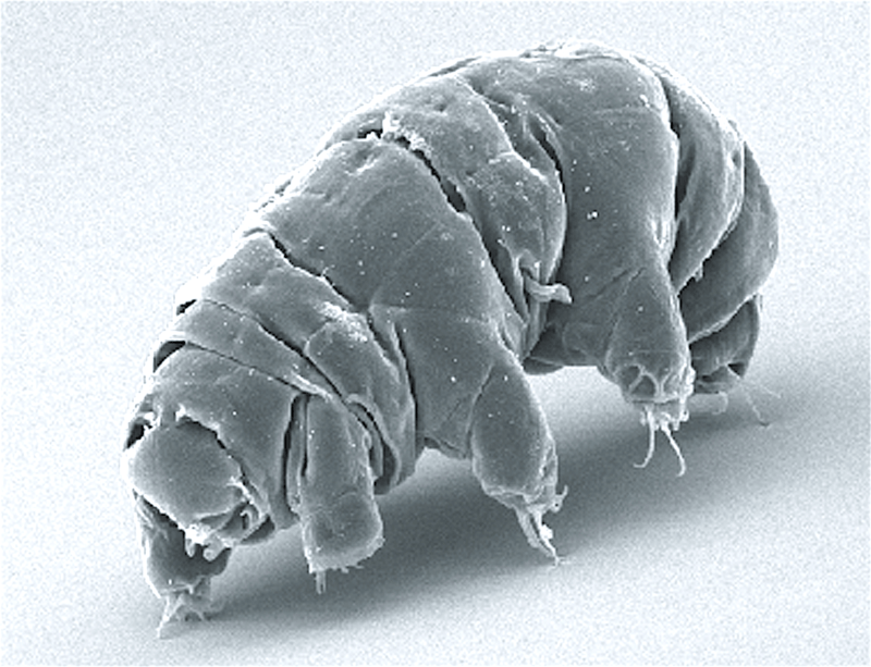 New Species of Indestructible Water Bear Can Withstand Deadly UV