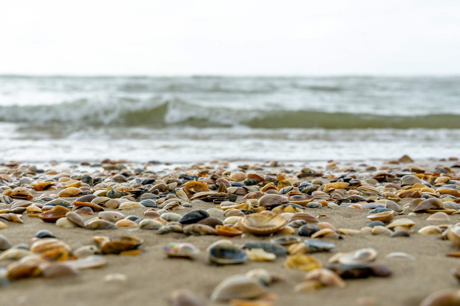 Half a million mussels cooked to death by extreme global warming in New