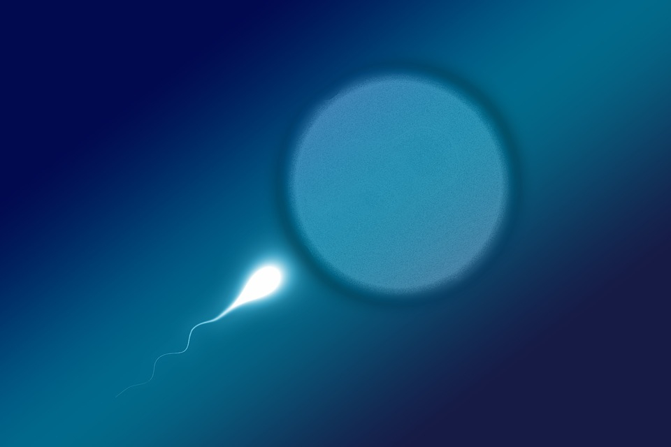 How Does Heat Damage Sperm and Cause Male Infertility? Scientists