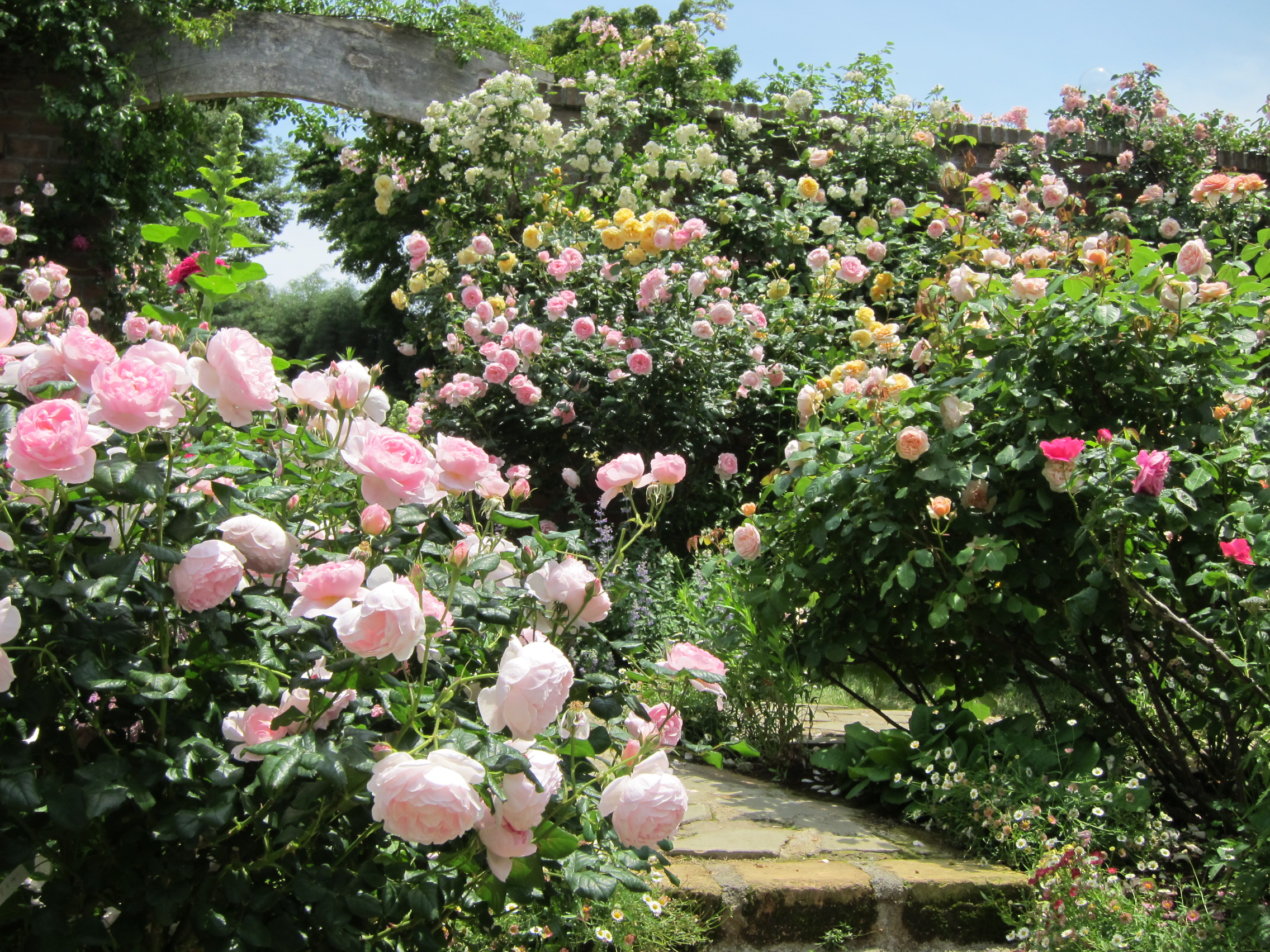 【東京ドーム14倍の広さ】熱海・アカオハーブ＆ローズガーデンは5月中旬6月初旬が見頃！