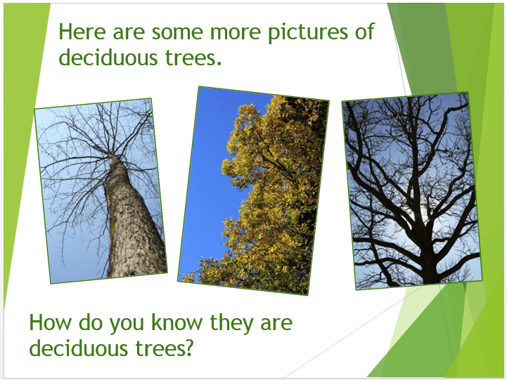 Deciduous or evergreen? Content ClassConnect